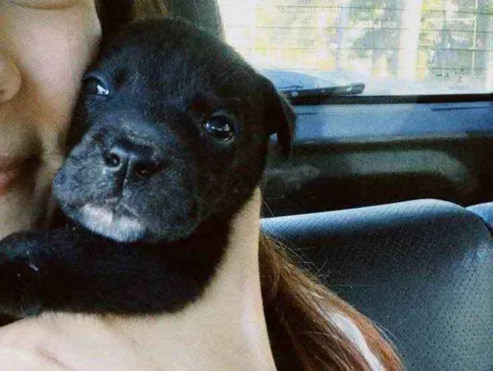 Cachorro ra a Sem raça definida idade Abaixo de 2 meses nome Pretinho