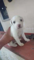 Belinha