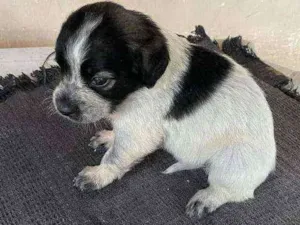Cachorro raça Sem raça definida idade Abaixo de 2 meses nome Bela