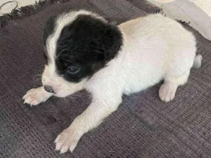 Cachorro raça Sem raça definida idade Abaixo de 2 meses nome Bruce