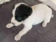 Bruce
