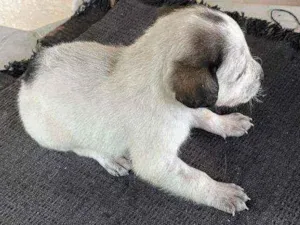 Cachorro raça Sem raça definida idade Abaixo de 2 meses nome Max