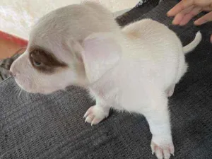 Cachorro raça Sem raça definida idade Abaixo de 2 meses nome Aladdim