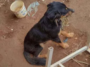 Cachorro raça Srd idade 1 ano nome Bob