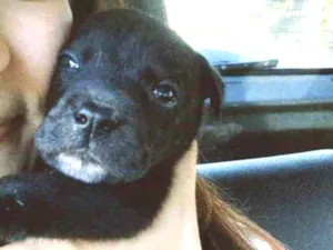 Cachorro raça Sem raça definida idade Abaixo de 2 meses nome Pretinho