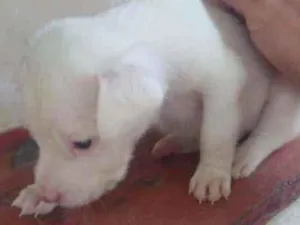 Cachorro raça Indefinida idade Abaixo de 2 meses nome Maya