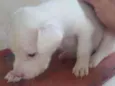 Maya
