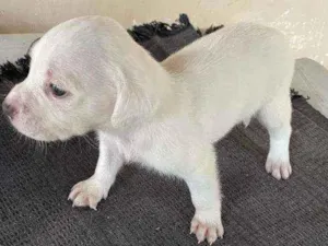Cachorro raça Sem raça definida idade Abaixo de 2 meses nome Boris
