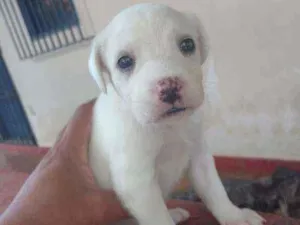 Cachorro raça Sem raça definida idade Abaixo de 2 meses nome Belinha