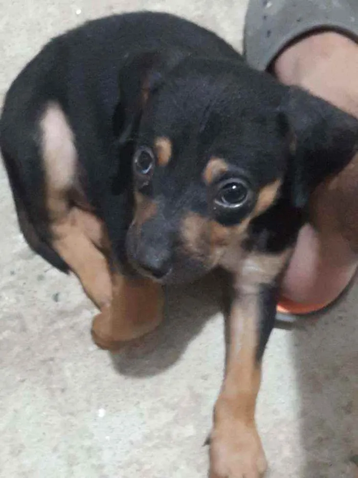 Cachorro ra a SRD idade 2 a 6 meses nome Willian