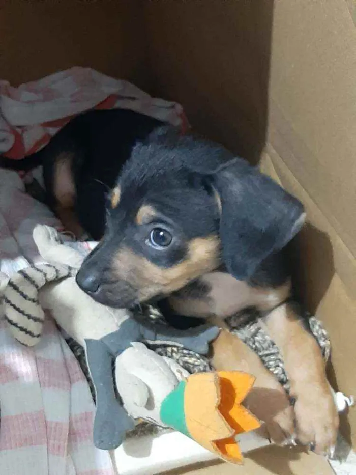 Cachorro ra a SRD idade 2 a 6 meses nome Willian
