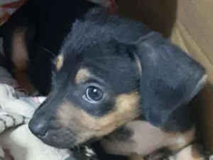Cachorro raça SRD idade 2 a 6 meses nome Willian