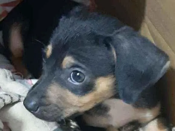 Cachorro ra a SRD idade 2 a 6 meses nome Willian