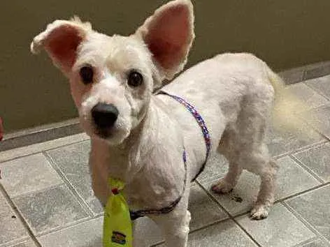 Cachorro raça Srd idade 5 anos nome Fofucho