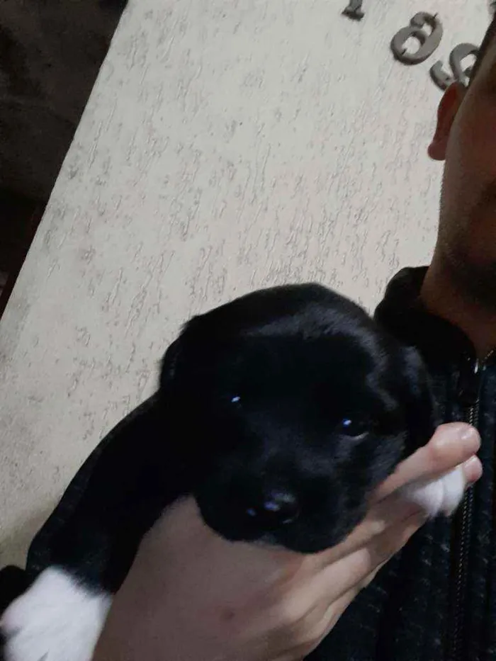 Cachorro raça Vira - lata  idade Abaixo de 2 meses nome Duda 