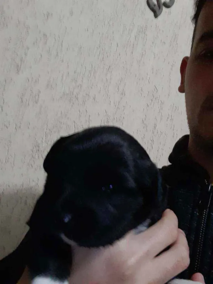 Cachorro raça Vira - lata  idade Abaixo de 2 meses nome Duda 
