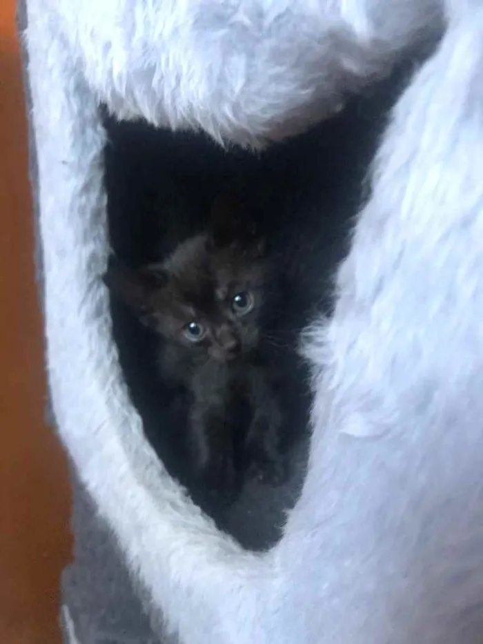 Gato ra a Srd idade Abaixo de 2 meses nome Filipinho 
