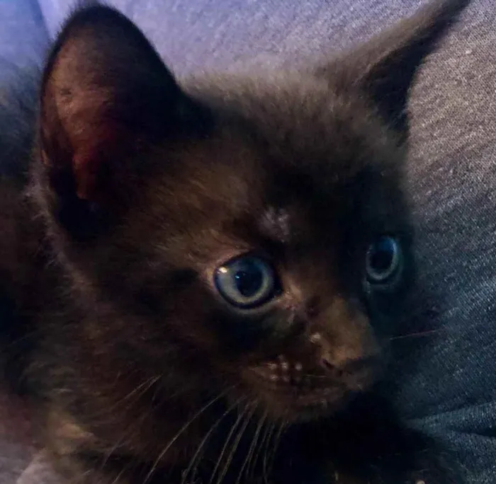 Gato ra a Srd idade Abaixo de 2 meses nome Filipinho 
