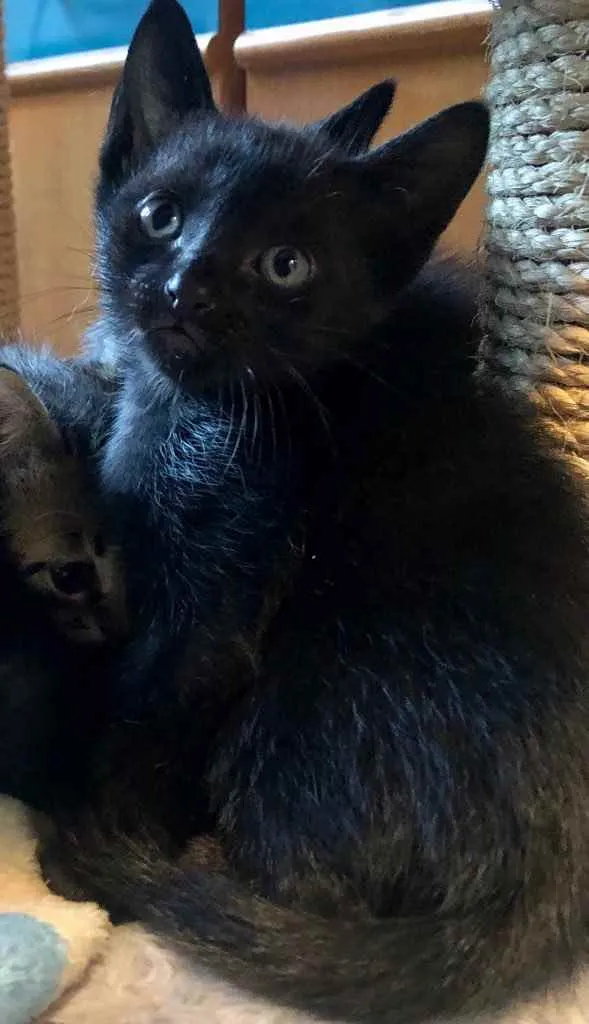 Gato ra a Srd idade Abaixo de 2 meses nome Filipinho 