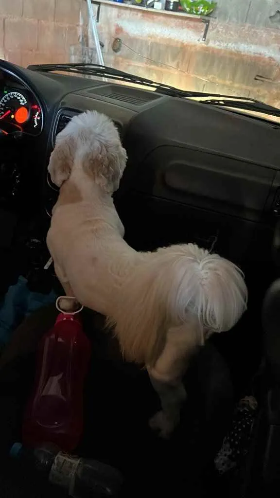 Cachorro ra a Lhasa apso  idade 2 anos nome Joe 