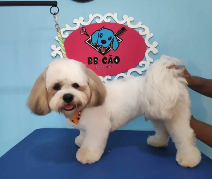 Cachorro ra a Lhasa apso  idade 2 anos nome Joe 