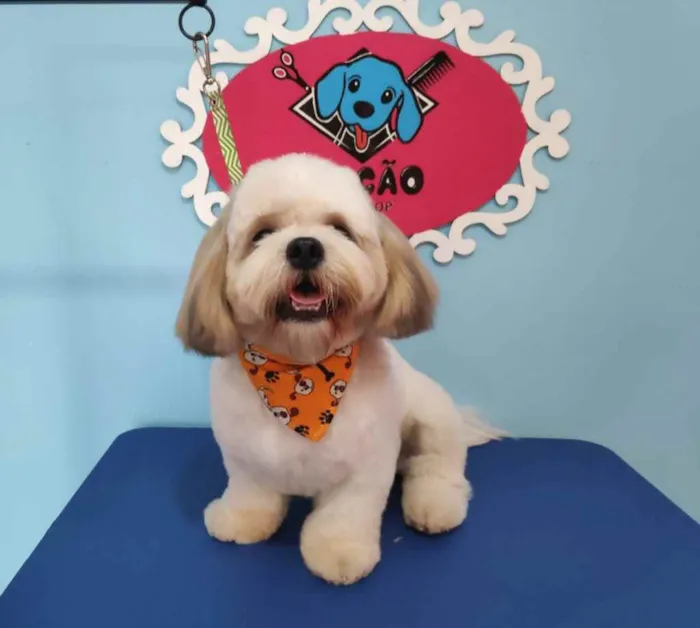 Cachorro ra a Lhasa apso  idade 2 anos nome Joe 
