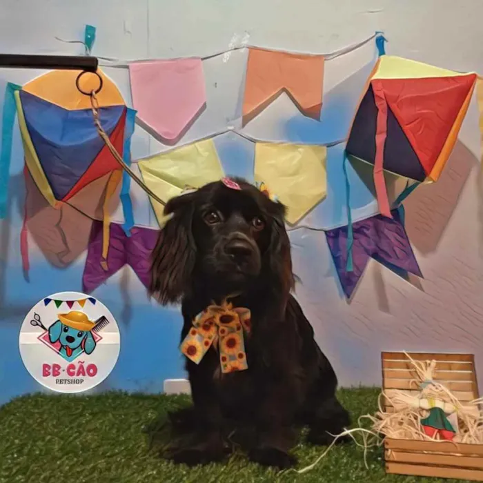 Cachorro ra a Vira lata  idade 1 ano nome Iane 