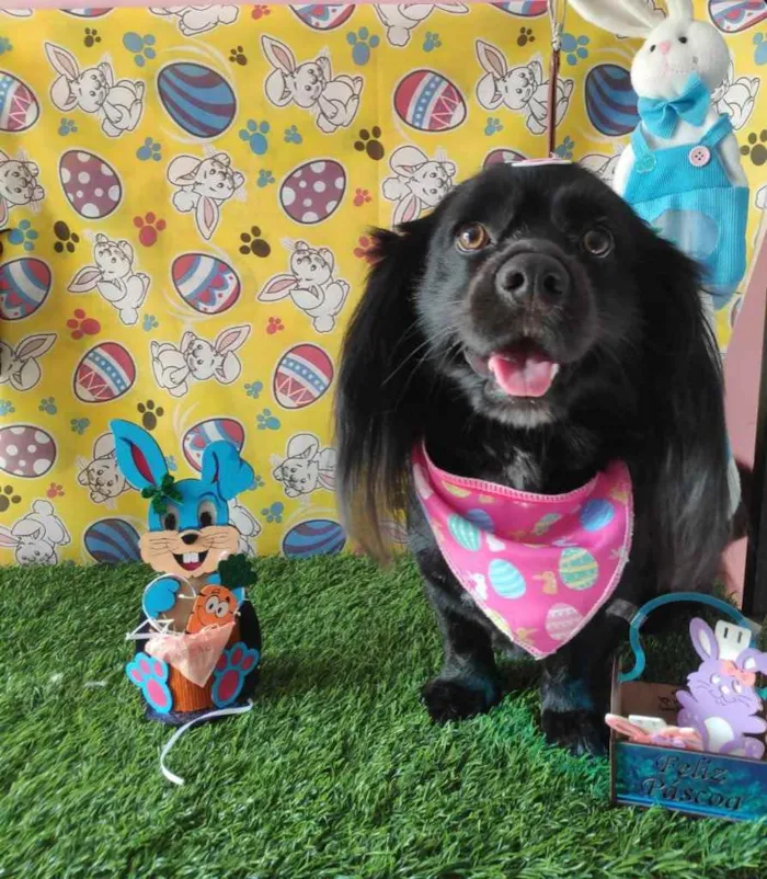 Cachorro ra a Vira lata  idade 1 ano nome Iane 