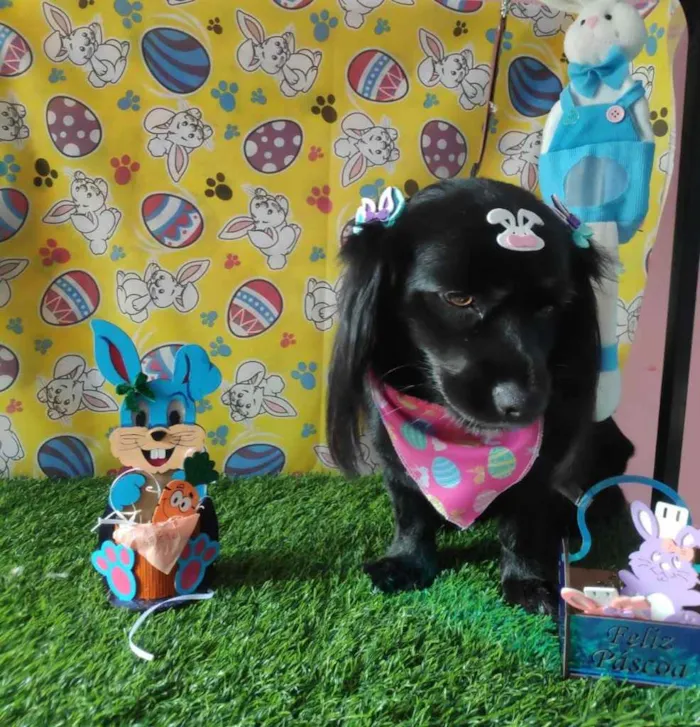 Cachorro ra a Vira lata  idade 1 ano nome Iane 