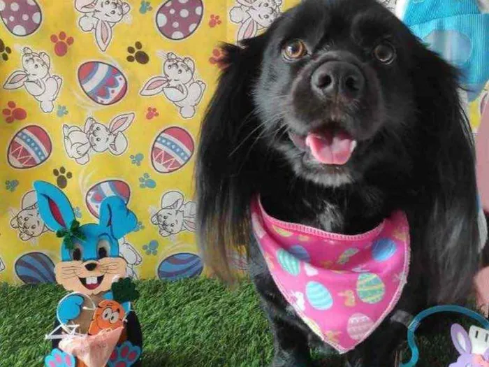 Cachorro ra a Vira lata  idade 1 ano nome Iane 
