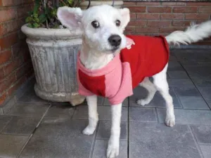 Cachorro raça Srd idade 5 anos nome Fofucho