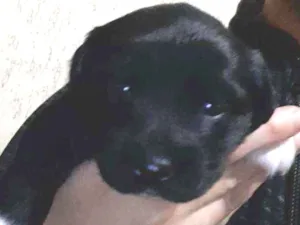 Cachorro raça Vira - lata  idade Abaixo de 2 meses nome Duda 