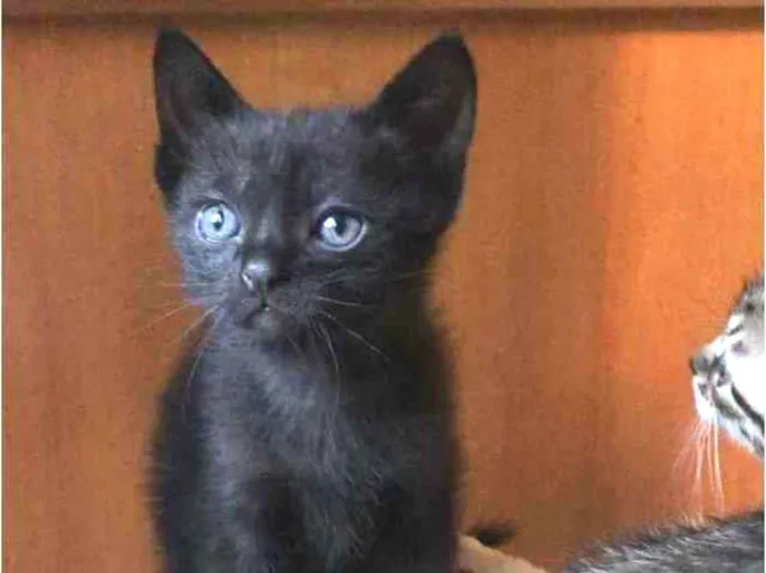 Gato ra a Srd idade Abaixo de 2 meses nome Filipinho 