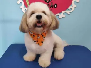 Cachorro raça Lhasa apso  idade 2 anos nome Joe 