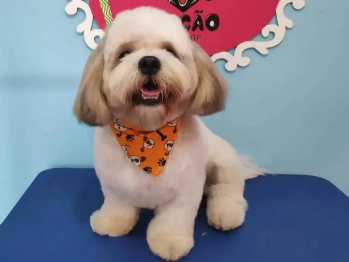 Cachorro ra a Lhasa apso  idade 2 anos nome Joe 
