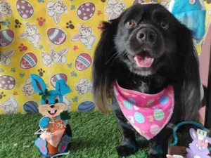 Cachorro raça Vira lata  idade 1 ano nome Iane 