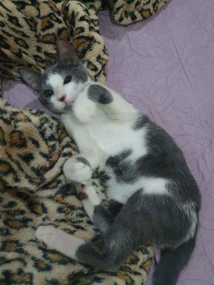 Gato ra a SRD idade 2 a 6 meses nome ...............