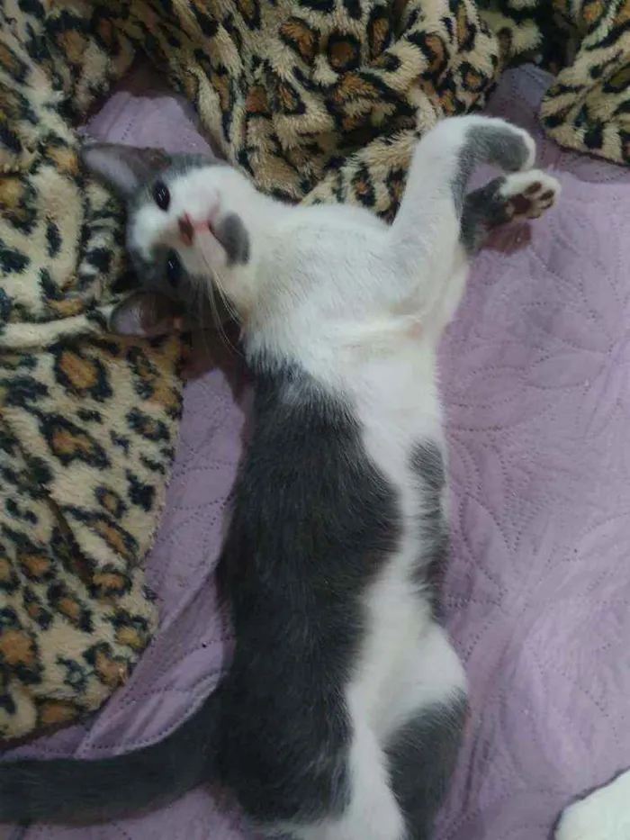 Gato ra a SRD idade 2 a 6 meses nome ...............