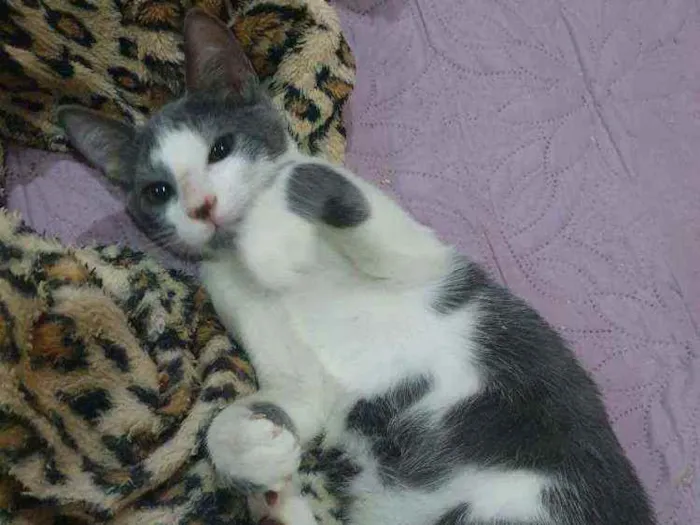 Gato ra a SRD idade 2 a 6 meses nome ...............