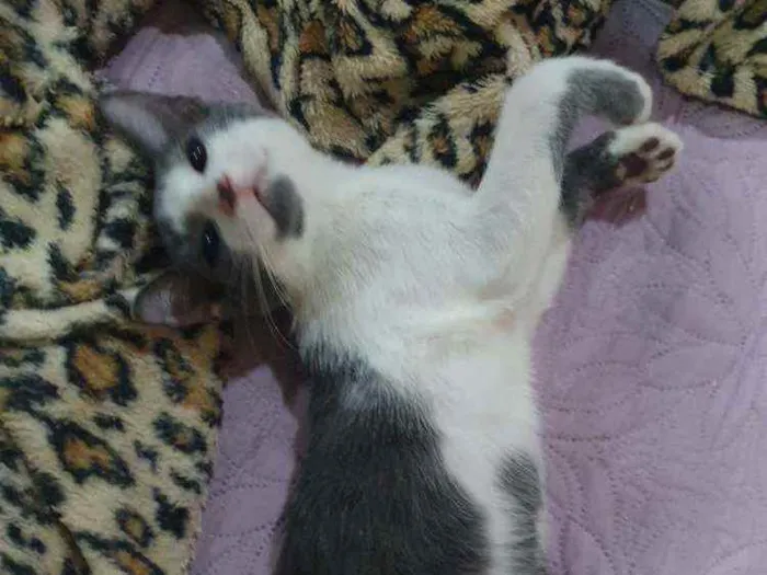 Gato ra a SRD idade 2 a 6 meses nome ...............