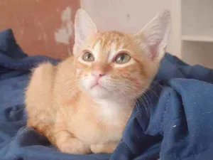 Gato raça SRD idade Abaixo de 2 meses nome ............