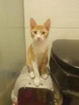 ,...................
