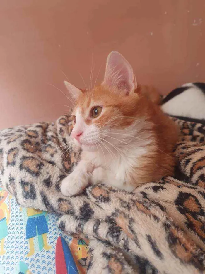 Gato ra a SRD idade 2 a 6 meses nome ,...................