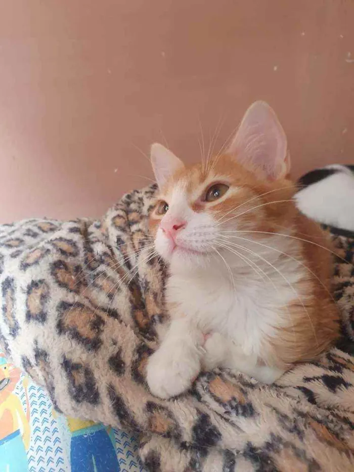 Gato ra a SRD idade 2 a 6 meses nome ,...................