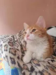 ,...................