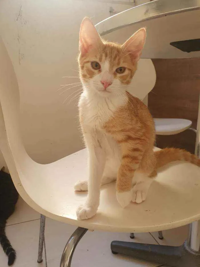 Gato ra a SRD idade 2 a 6 meses nome ,...................