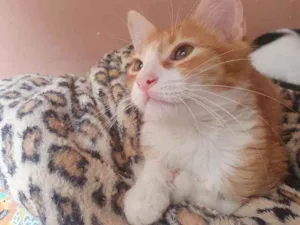Gato raça SRD idade 2 a 6 meses nome ,...................