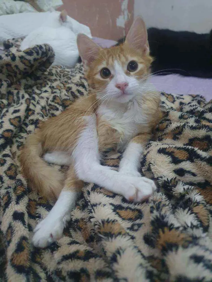 Gato ra a SRD idade 2 a 6 meses nome .