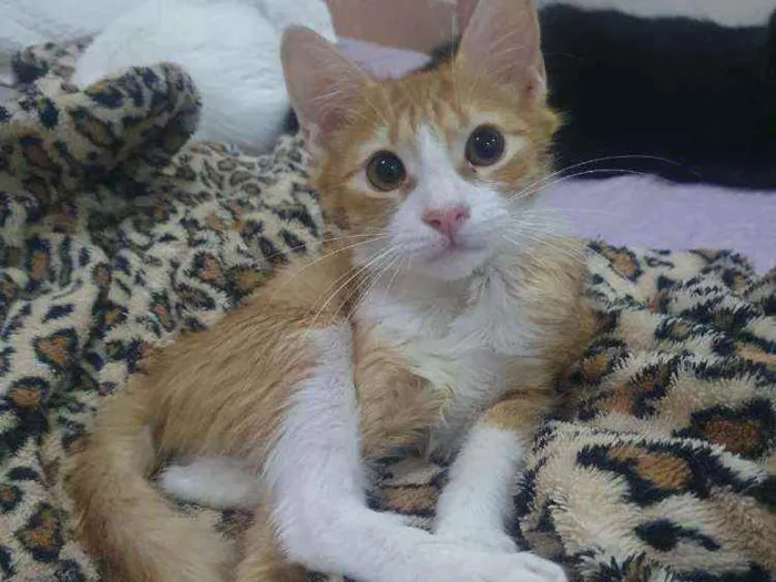 Gato ra a SRD idade 2 a 6 meses nome .
