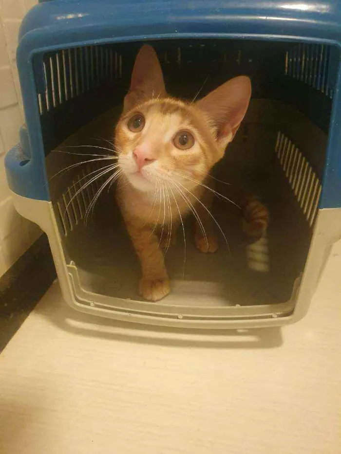 Gato ra a SRD idade 2 a 6 meses nome ....  